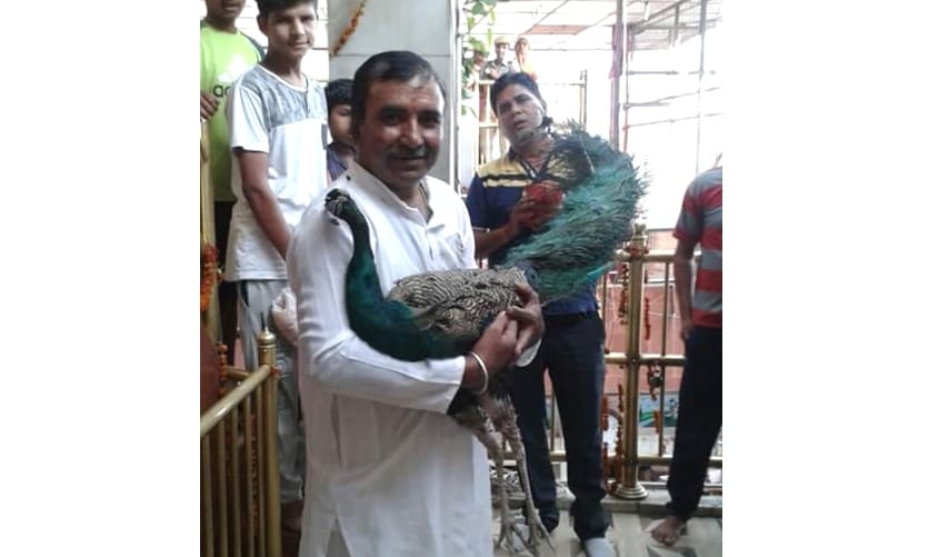 Peacock enters in Baba Balak Nath temple at Hamirpur.