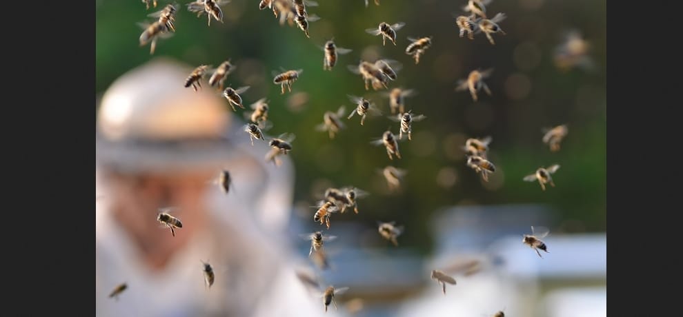Honey bees attack on people at una, 24 injured.