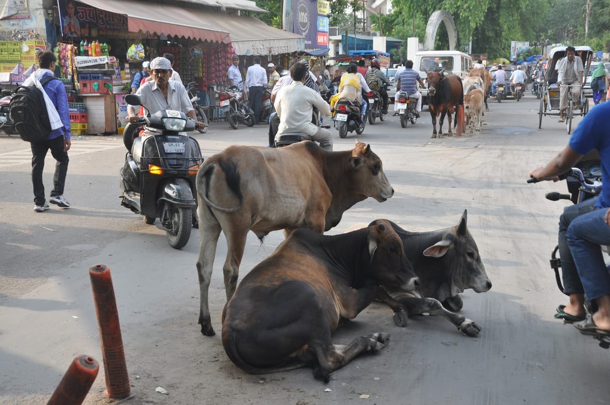 bull attacked on a man, died