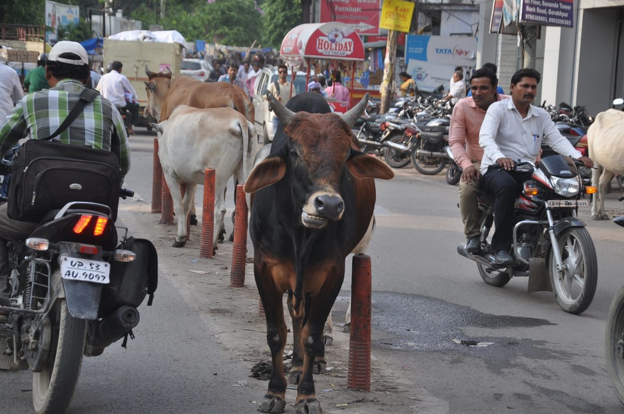 bulls are wondering in city's colonies