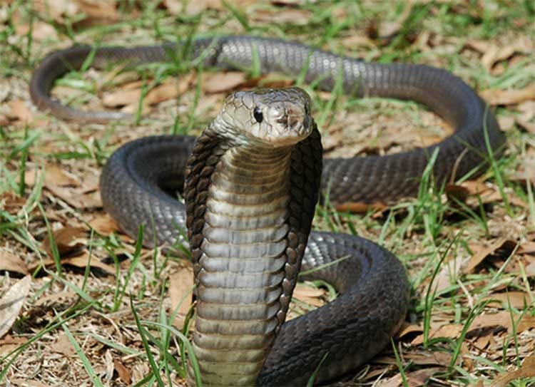 snake bite and death myths in puran