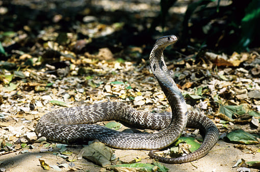 snake bite and death myths in puran