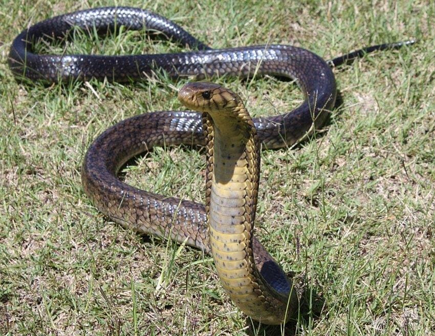lucky sign of cobra