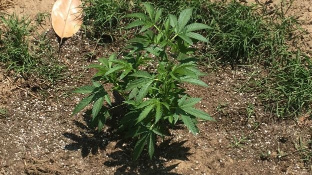 Microsoft starts hemp business