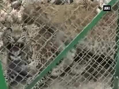 3 leopards rescued from water canal 