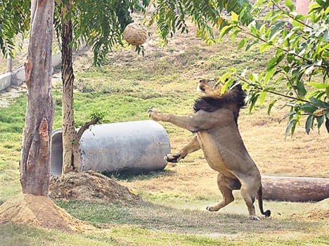 lion safari administration keeping eyes on female lion activitwes