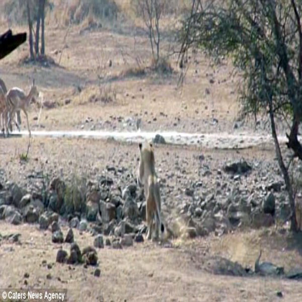 Clumsy lioness left hungry after her hunt for an impala ends with a big belly flop in south africa
