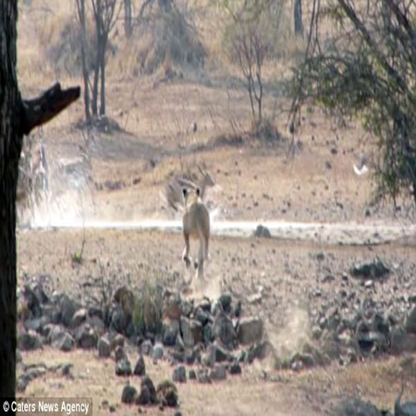 Clumsy lioness left hungry after her hunt for an impala ends with a big belly flop in south africa