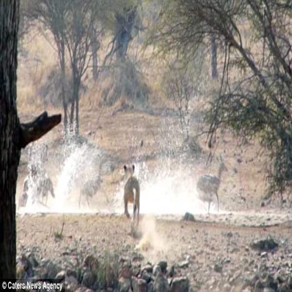 Clumsy lioness left hungry after her hunt for an impala ends with a big belly flop in south africa
