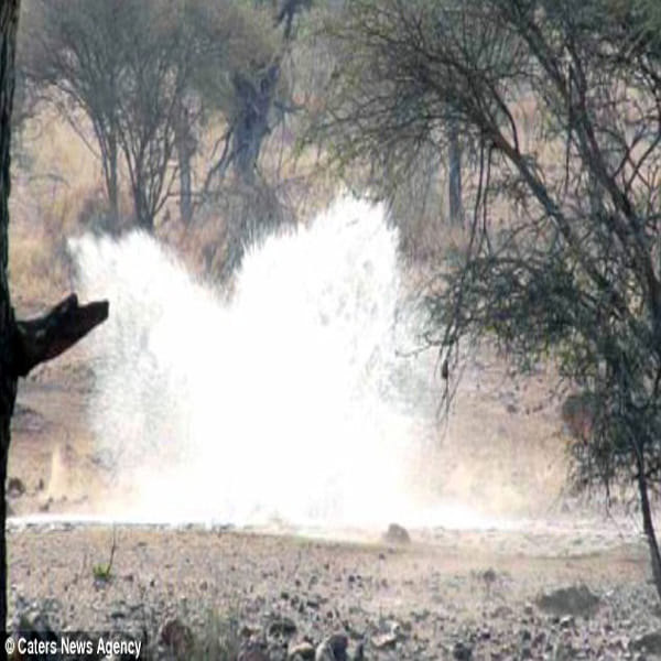 Clumsy lioness left hungry after her hunt for an impala ends with a big belly flop in south africa