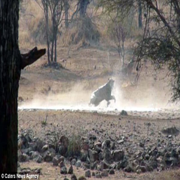 Clumsy lioness left hungry after her hunt for an impala ends with a big belly flop in south africa