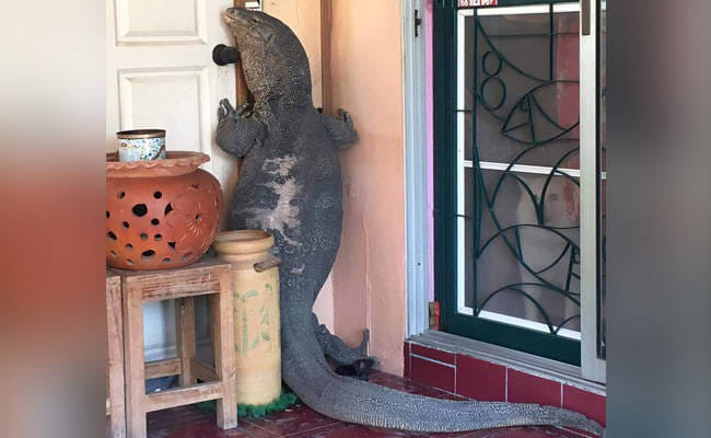 Huge Lizard Tries to Enter Home in Thailand