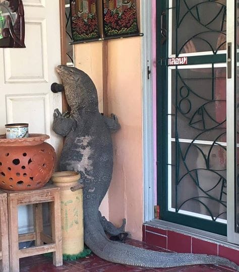 Huge Lizard Tries to Enter Home in Thailand