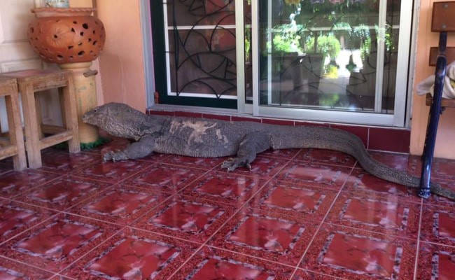Huge Lizard Tries to Enter Home in Thailand