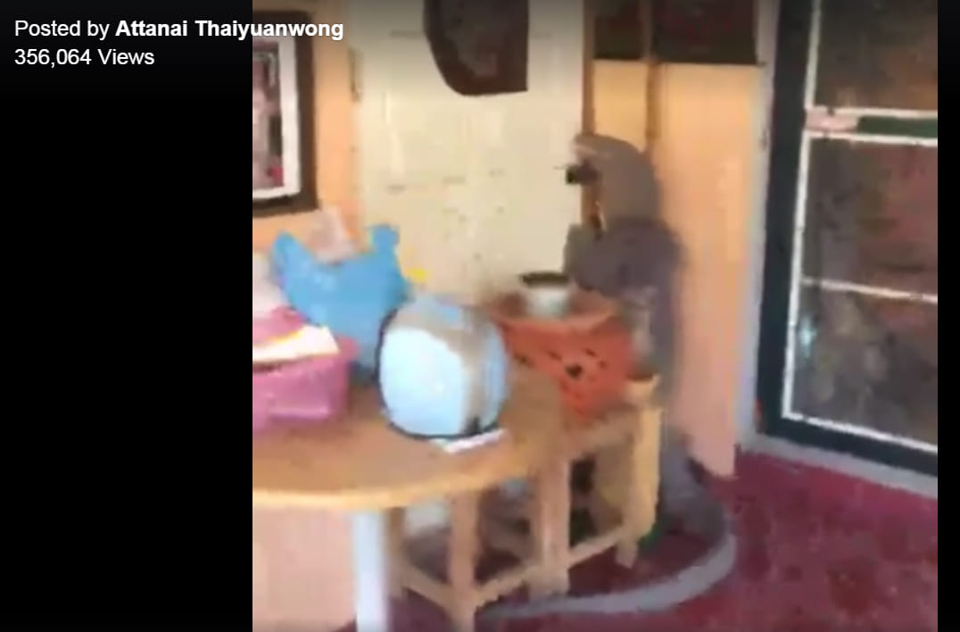 Huge Lizard Tries to Enter Home in Thailand