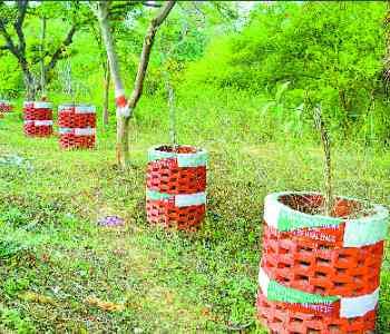 Plants planted four lakh left unclaimed