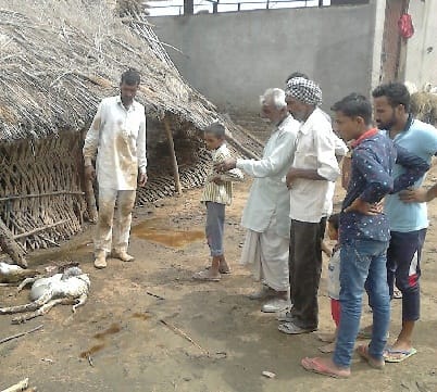 deadly attack on sheep by wild animal, wild animal attack, raipurani, kalka, panchkula