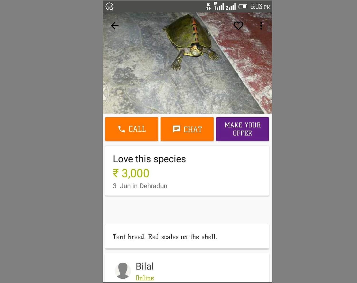 turtle sell on olx site, one arrest.