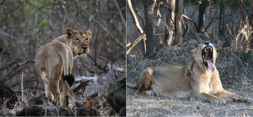 Two lions put on probation in Gujarat's Gir