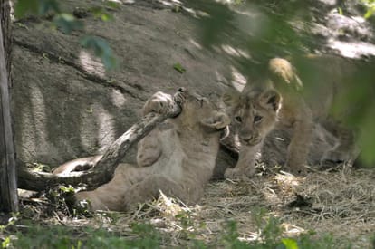 Two lions put on probation in Gujarat's Gir