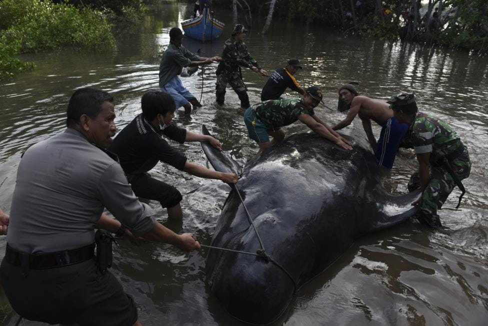 WHALES STRANDED IN INDONESIAN SWAMP