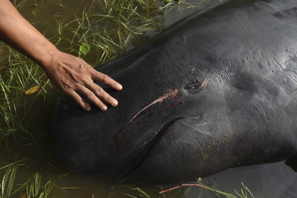 WHALES STRANDED IN INDONESIAN SWAMP