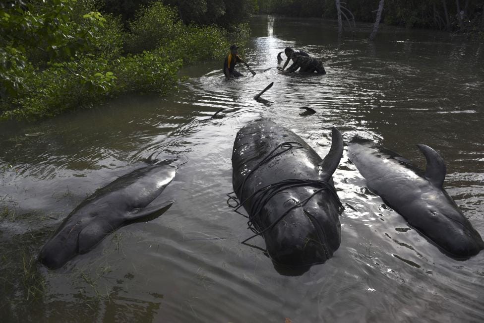 WHALES STRANDED IN INDONESIAN SWAMP