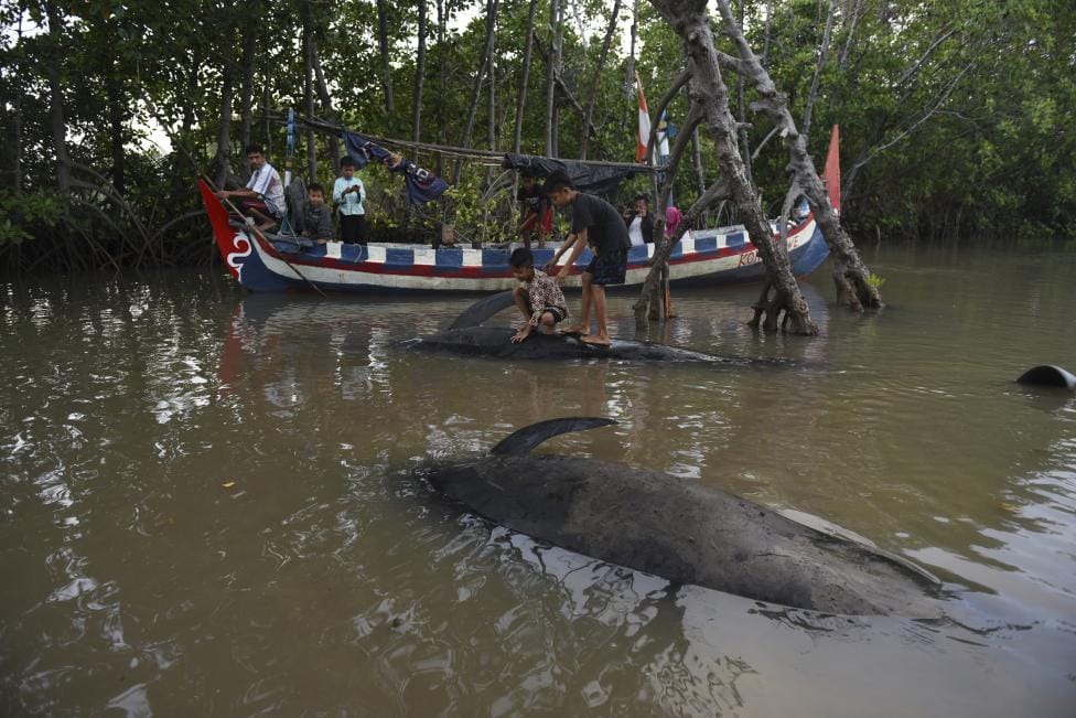WHALES STRANDED IN INDONESIAN SWAMP