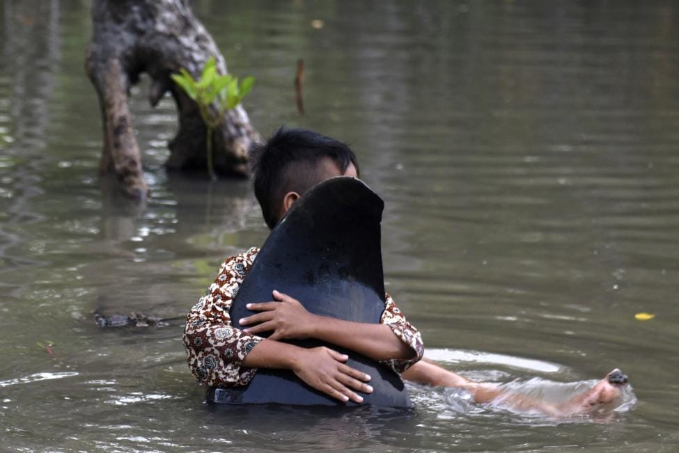 WHALES STRANDED IN INDONESIAN SWAMP