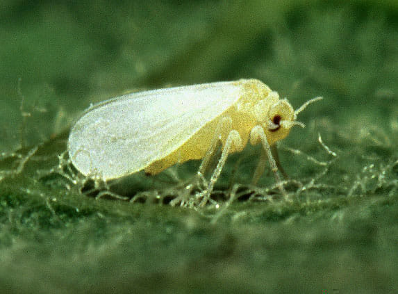 Sirsa News, Hindi News, Agriculture, White Fly, Cotton, crop danger, Sirsa