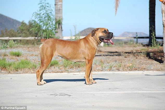 dog are dreaded  two thousand victims every month