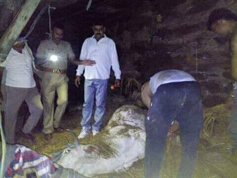 one man and 15 animal died in truck accident