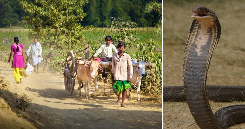 nag panchami 2017, unique tradition, no snake killing in haryana village 