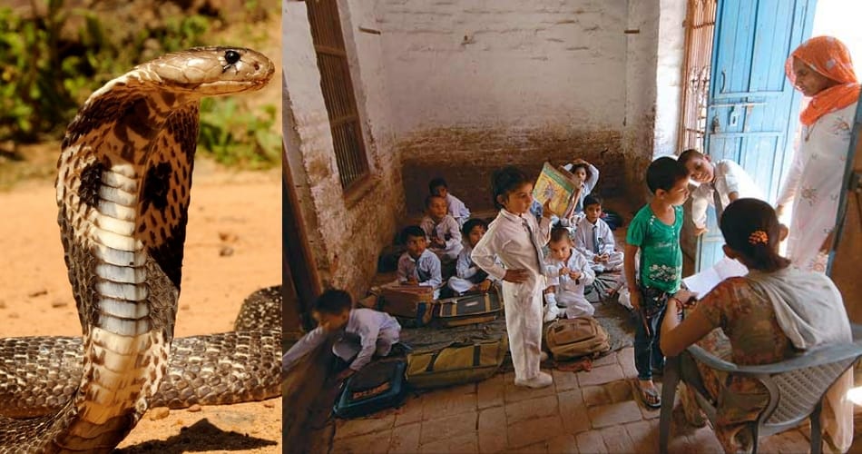 ajab gajab tradition of village, no snake killing and nobody died due to snake biting
