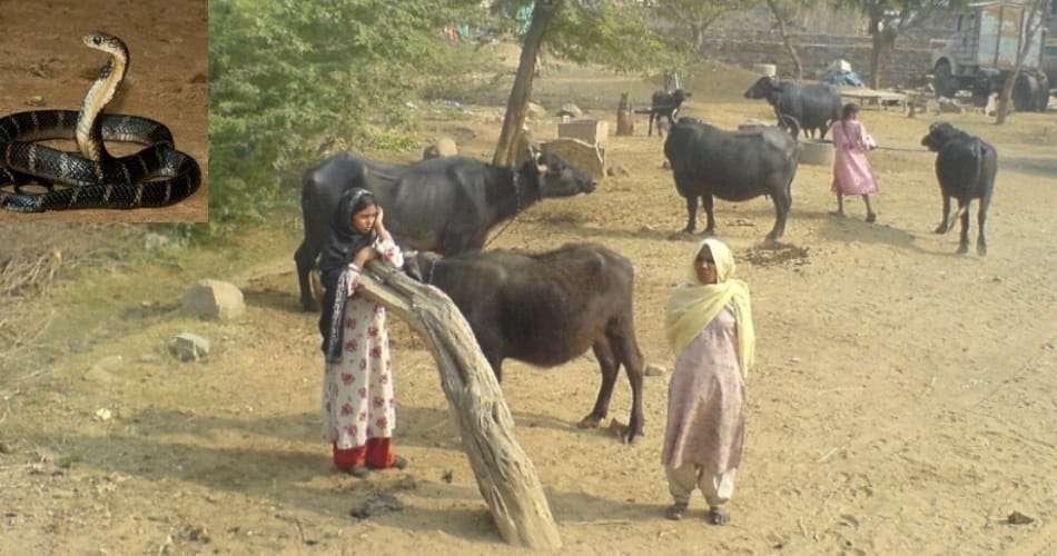 ajab gajab tradition of village, no snake killing and nobody died due to snake biting