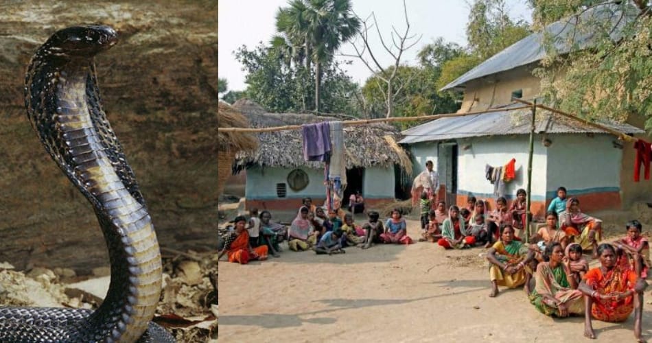 ajab gajab village of india in haryana, no body killed on snake biting