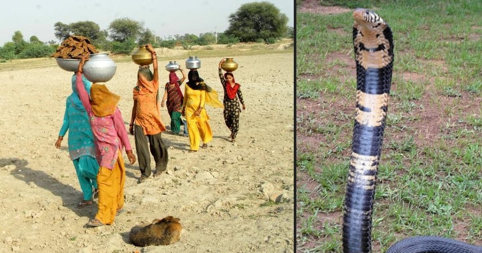 ajab gajab village of india in haryana, no body killed on snake biting