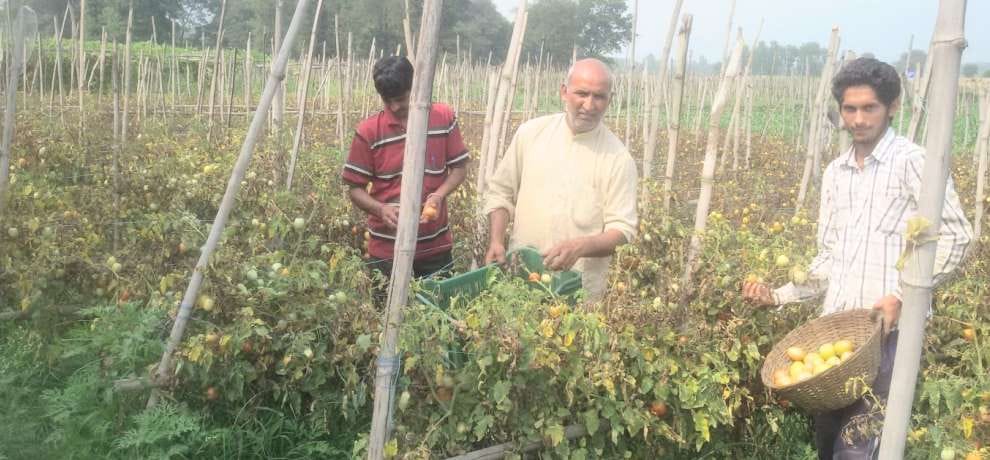 cultivation of peas, tomato in Balh valley of Mandi 