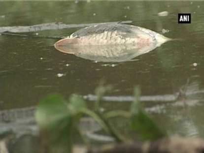 Dead fish come offshore amid hot weather