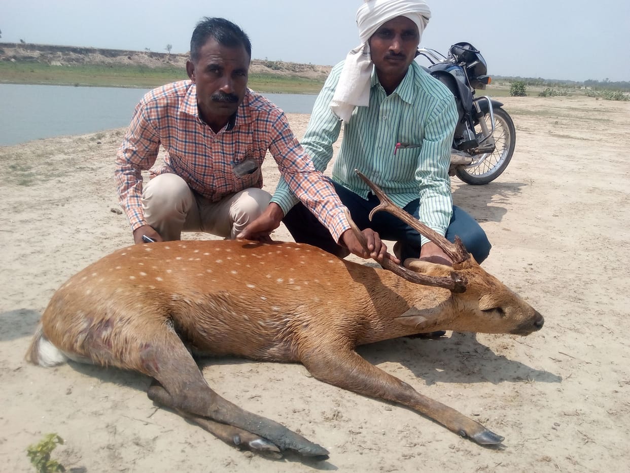 hunters shot Reindeer