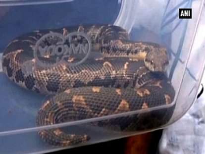 2.5-feet long young python recovered from Sabun Bazaar