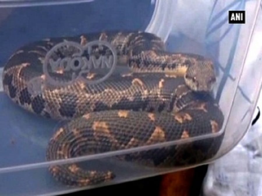 Pagoda Python turned out