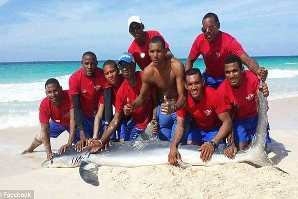 Shark dies after a group of tourists drag it from the water to take photos