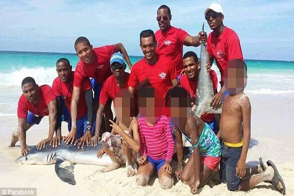 Shark dies after a group of tourists drag it from the water to take photos