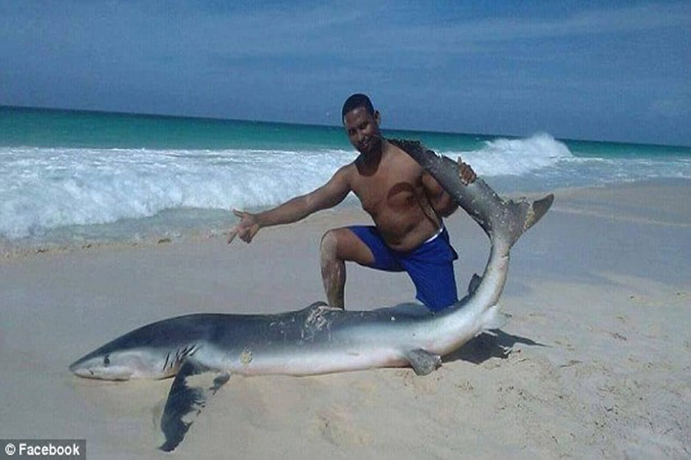 Shark dies after a group of tourists drag it from the water to take photos