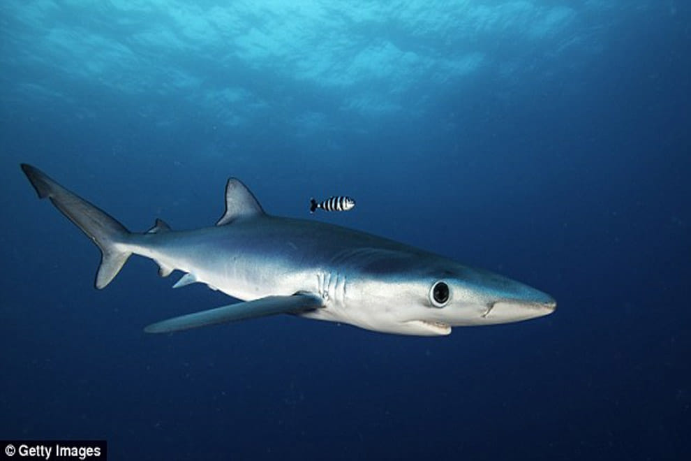 Shark dies after a group of tourists drag it from the water to take photos