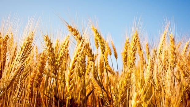 Govt further extends 25% import duty on wheat