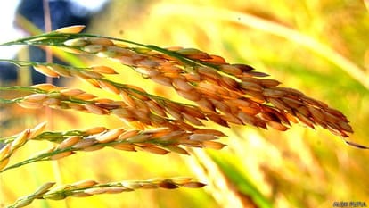 5 rupees as compensation to the farmers on crop insurance in Chhattisgarh