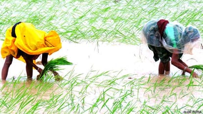 5 rupees as compensation to the farmers on crop insurance in Chhattisgarh