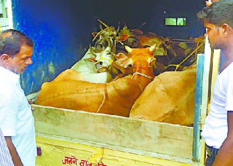 Now couriers vehicle animal smuggling